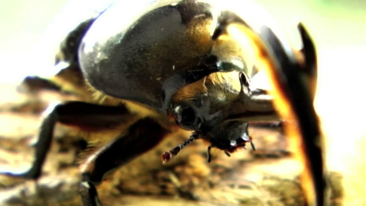Beetle Queen Conquers Tokyo (2009)