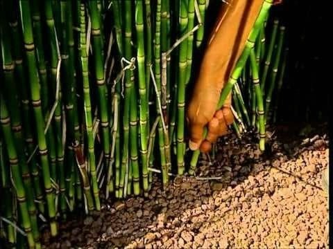 C'est pas sorcier - L'odyssée des plantes