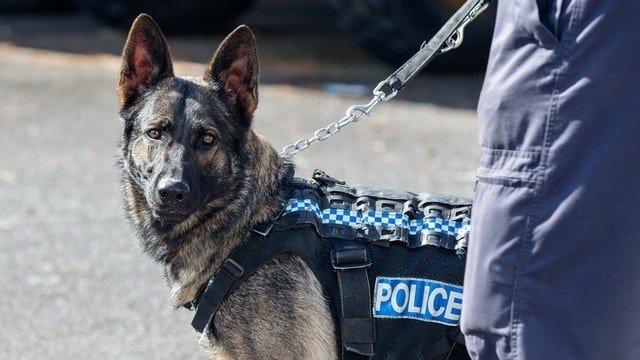 Dog Squad Puppy School