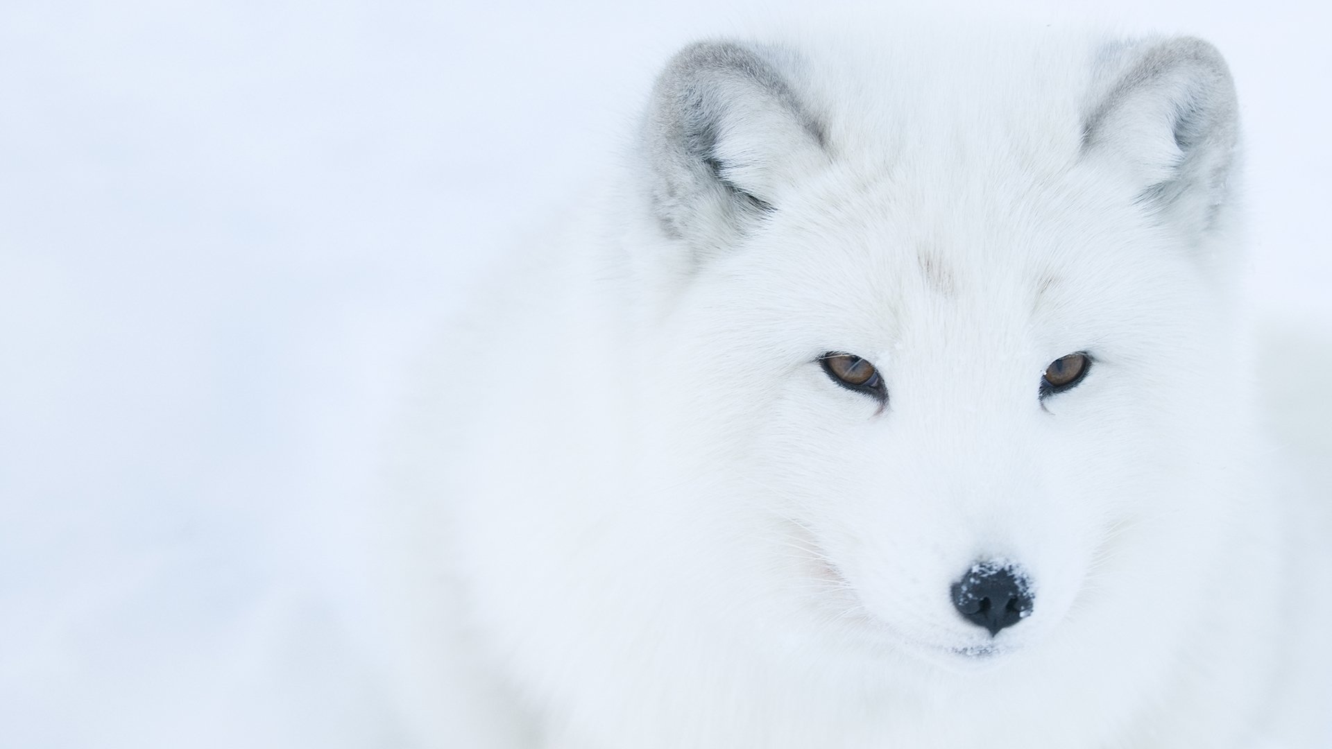 Life In The Snow (2016)