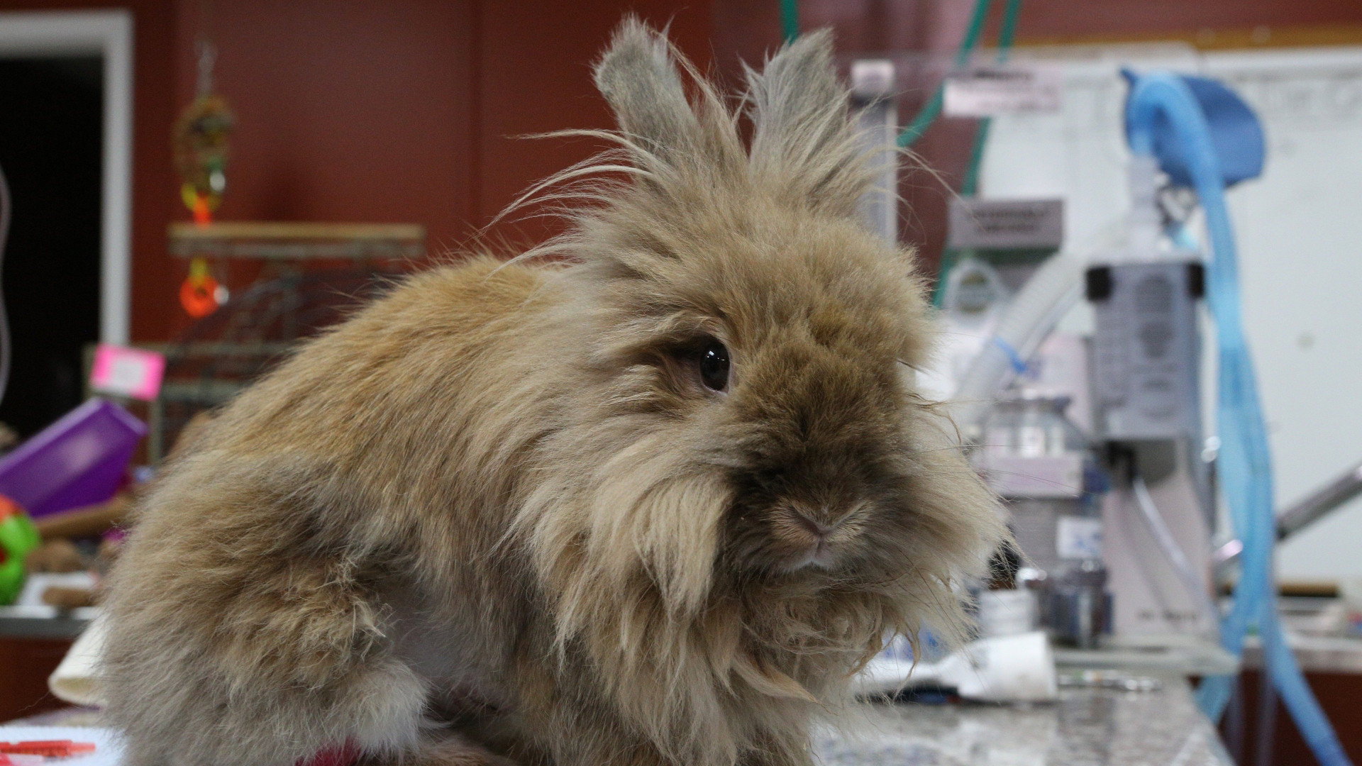 Dr. K's Exotic Animal ER S04E08 backdrop