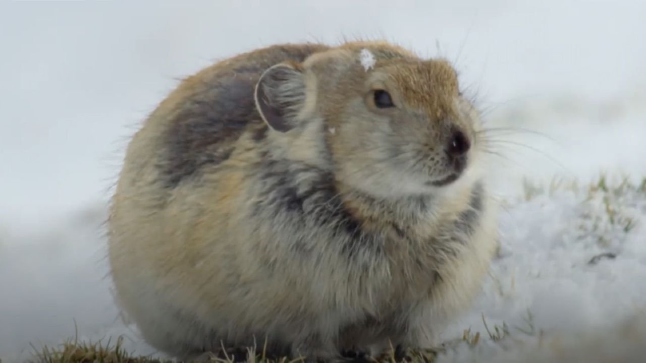 Tibet: Roof of the World (2020)