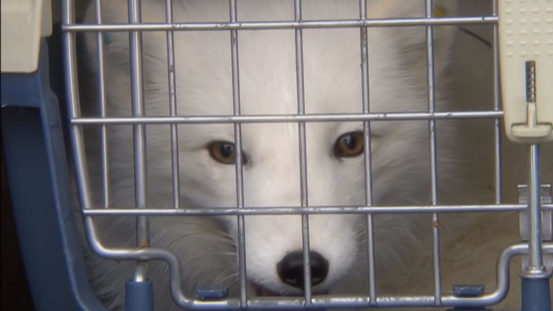 Thumbnail for Episode 8 Season 1 Episode 8