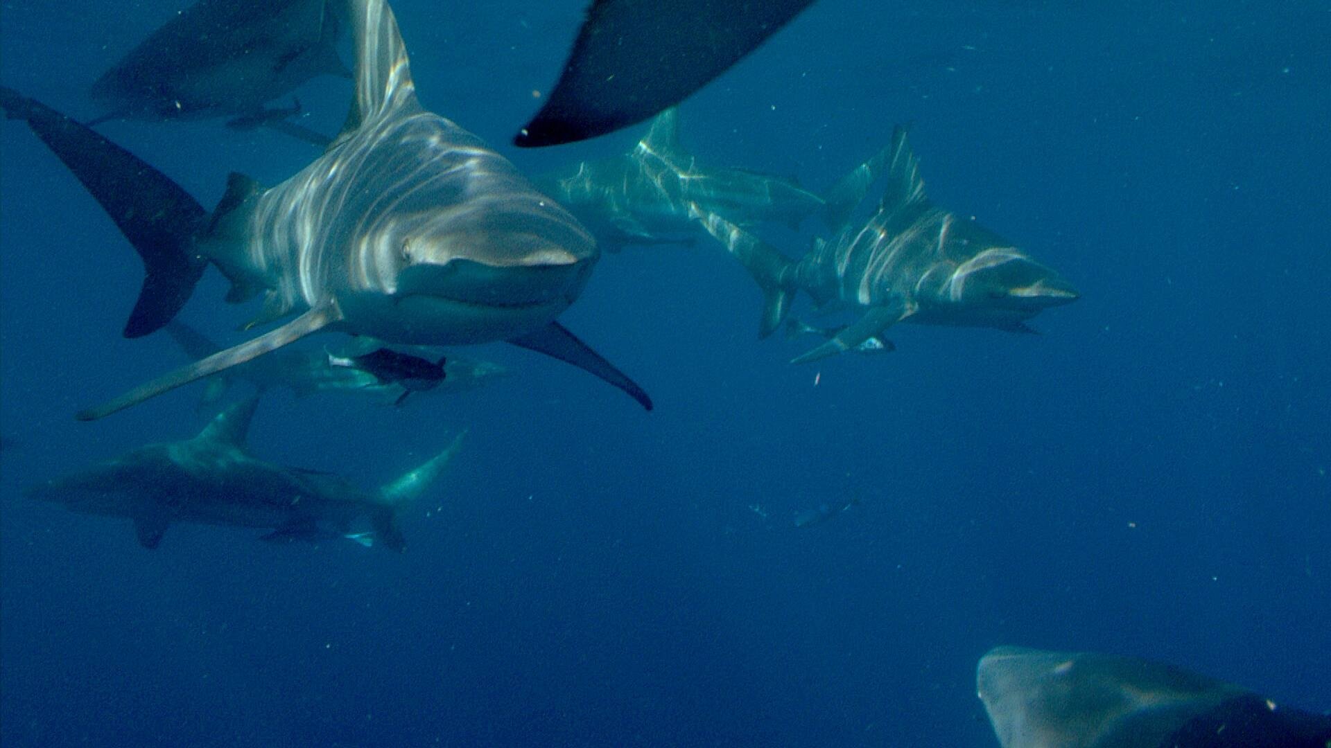 Predator Coast (2012)