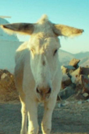 et billede af Palomo