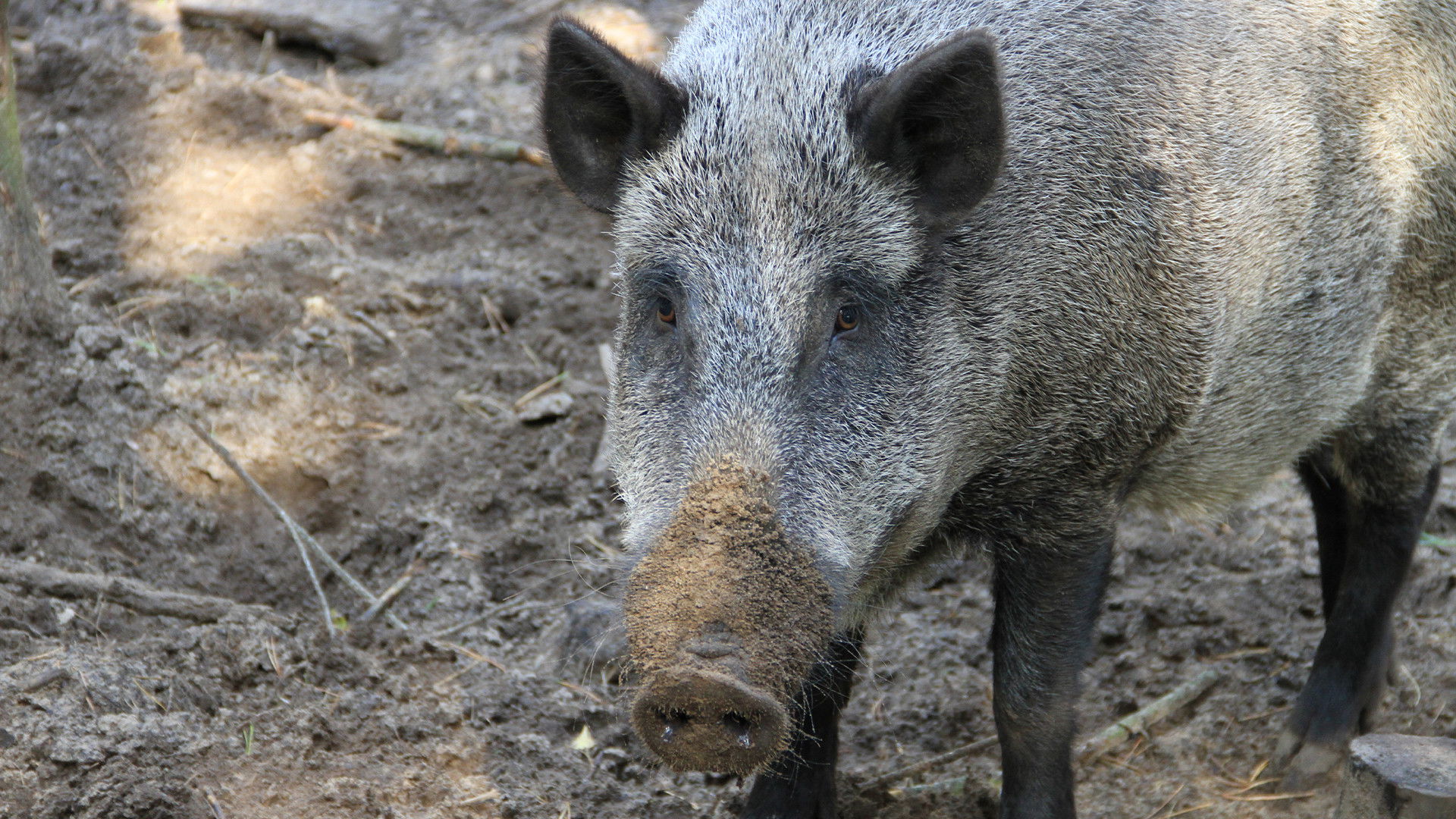 Thumbnail for Pigzilla Season 1 Episode 2