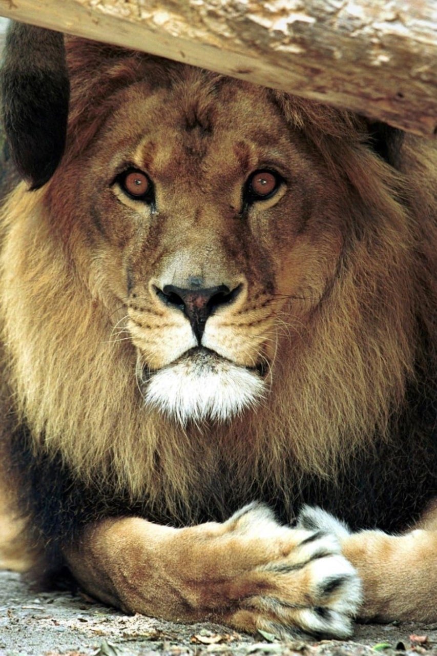 et billede af Bongo the Lion