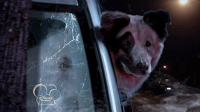 Dog with a Blog