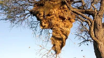 Constructions animales - Les architectes de la nature