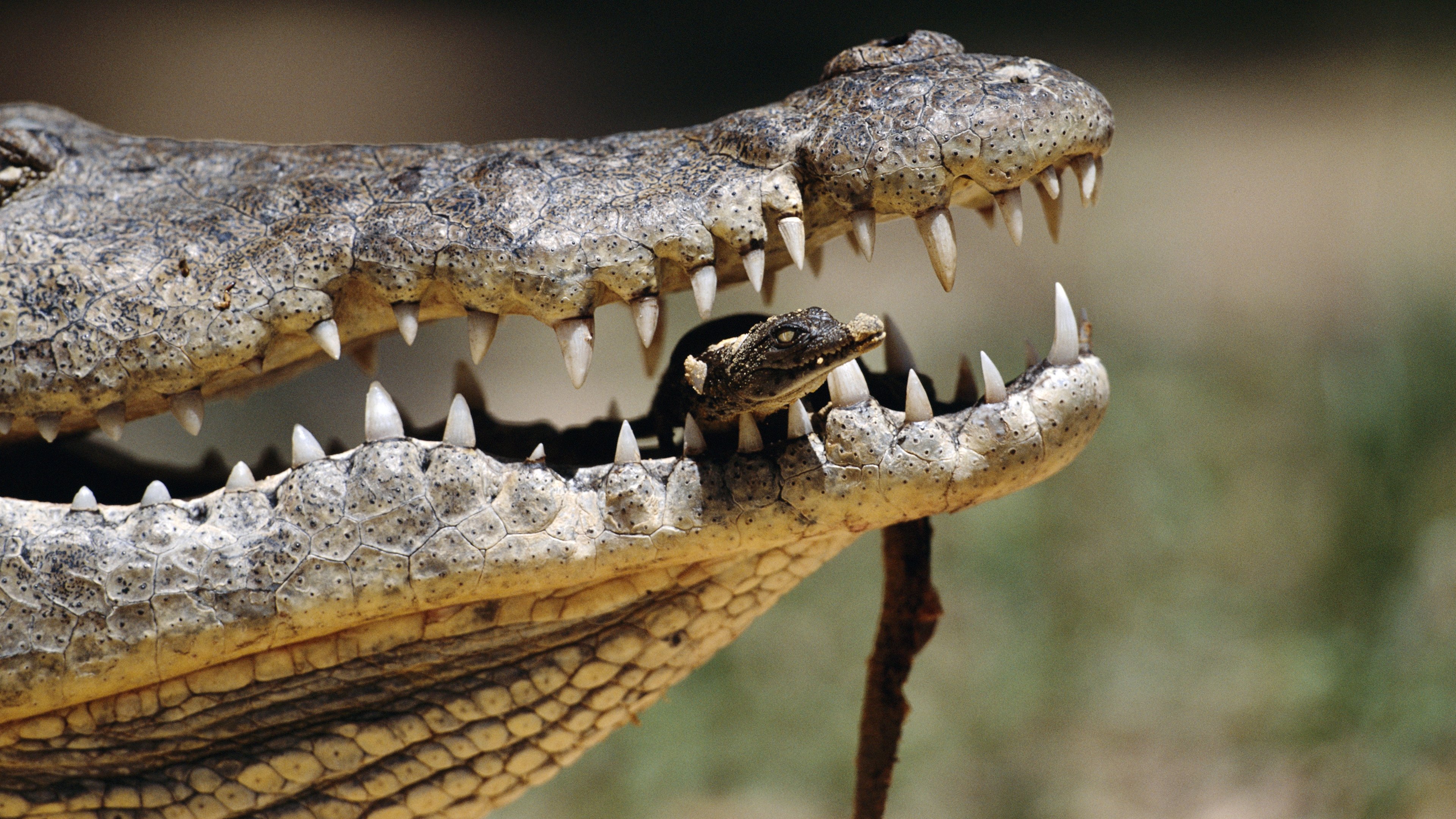 Thumbnail for Crocodile Season 1 Episode 3