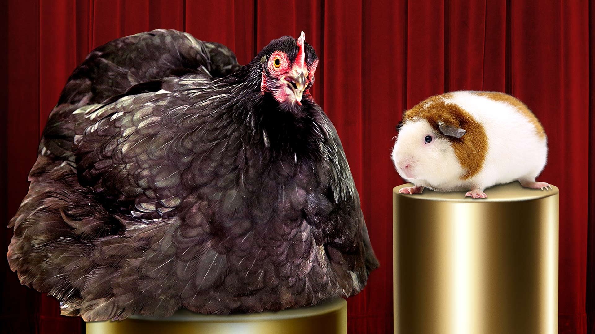 Going Fur Gold - Season 1 Episode 6 : The Right Fluff