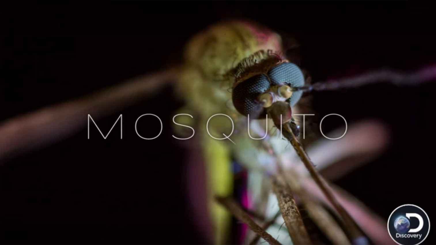 Mosquito