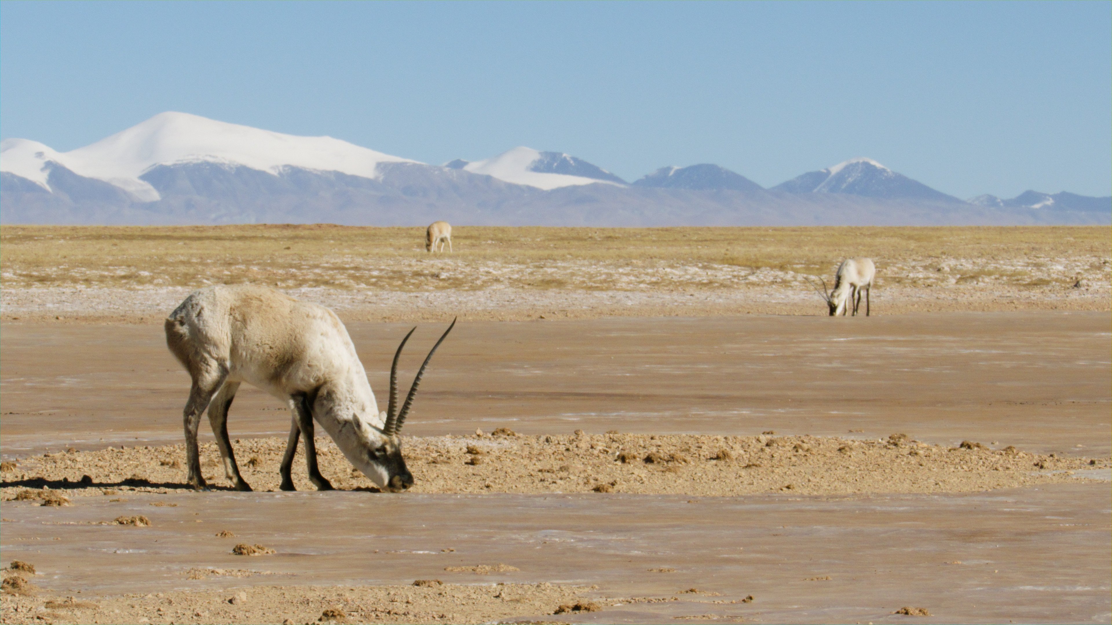 Thumbnail for Tibetan Antelope: Mysterious Migration Season 1 Episode 2