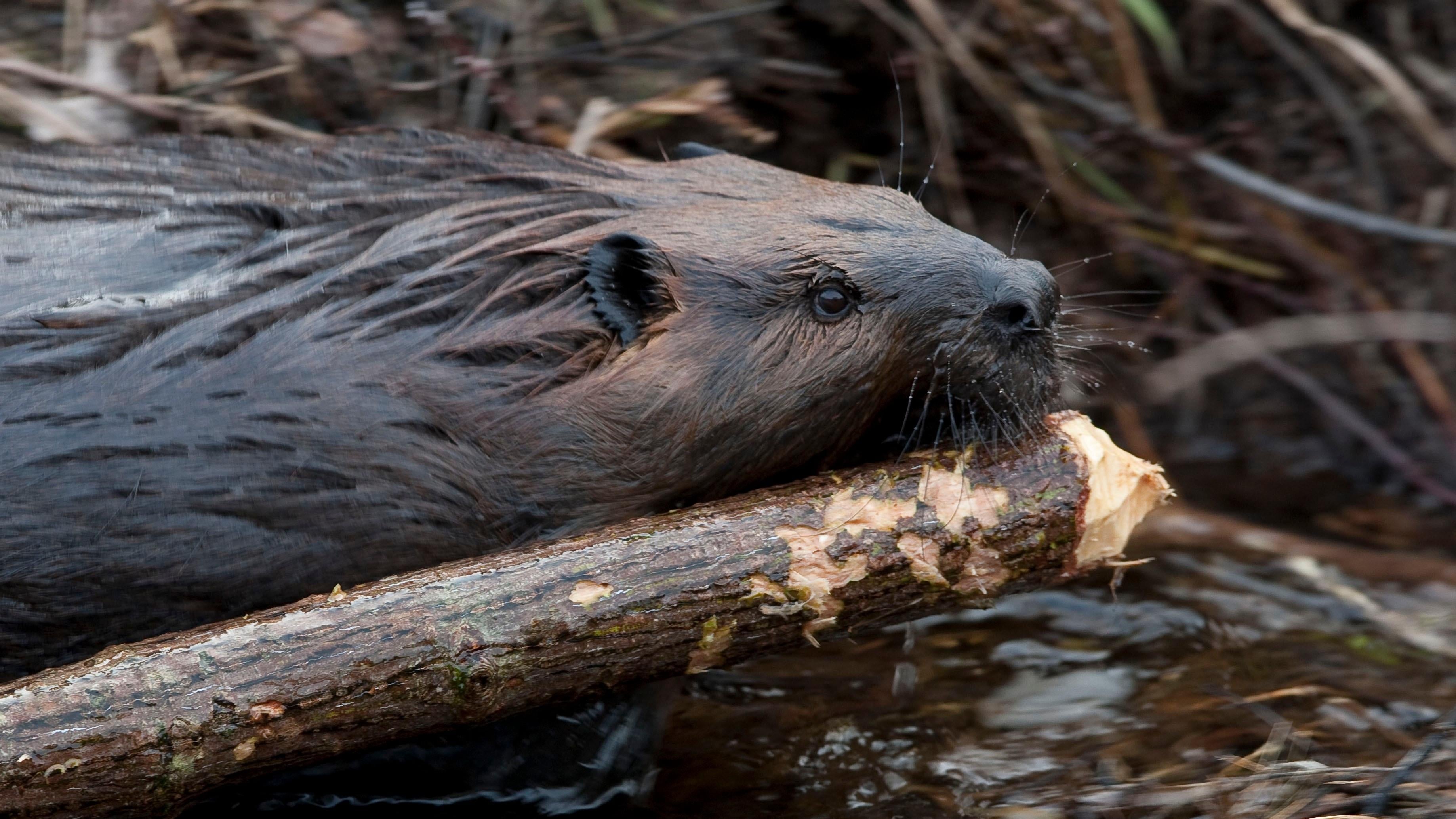 Leave it to Beavers (2014)