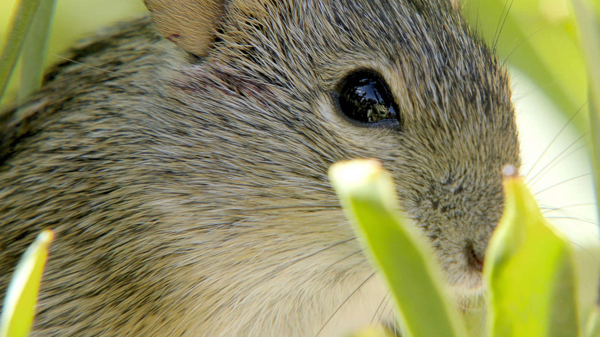 Great Parks of Africa S01E02 backdrop