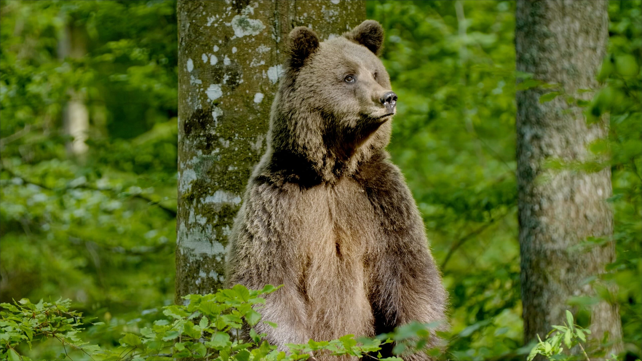 Imagem do Filme Slowenien - Am Puls der Wildnis