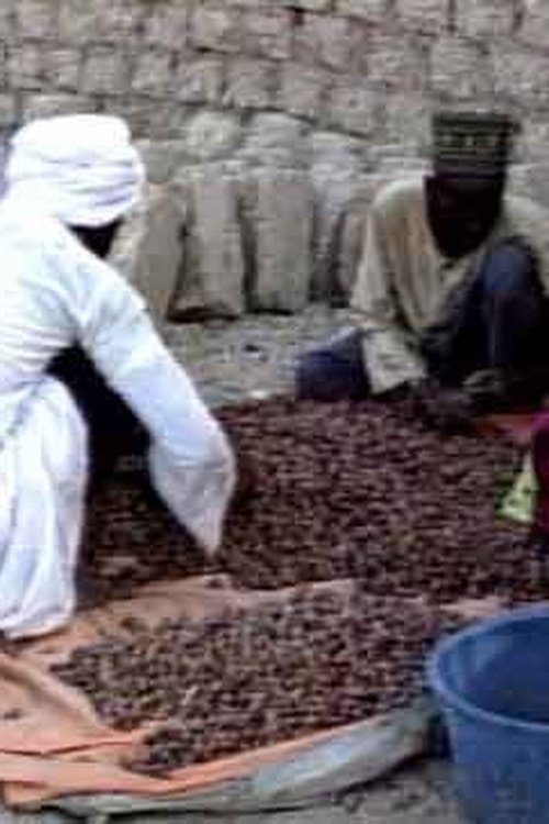 Les Dattiers, richesses du Borkou (1996)