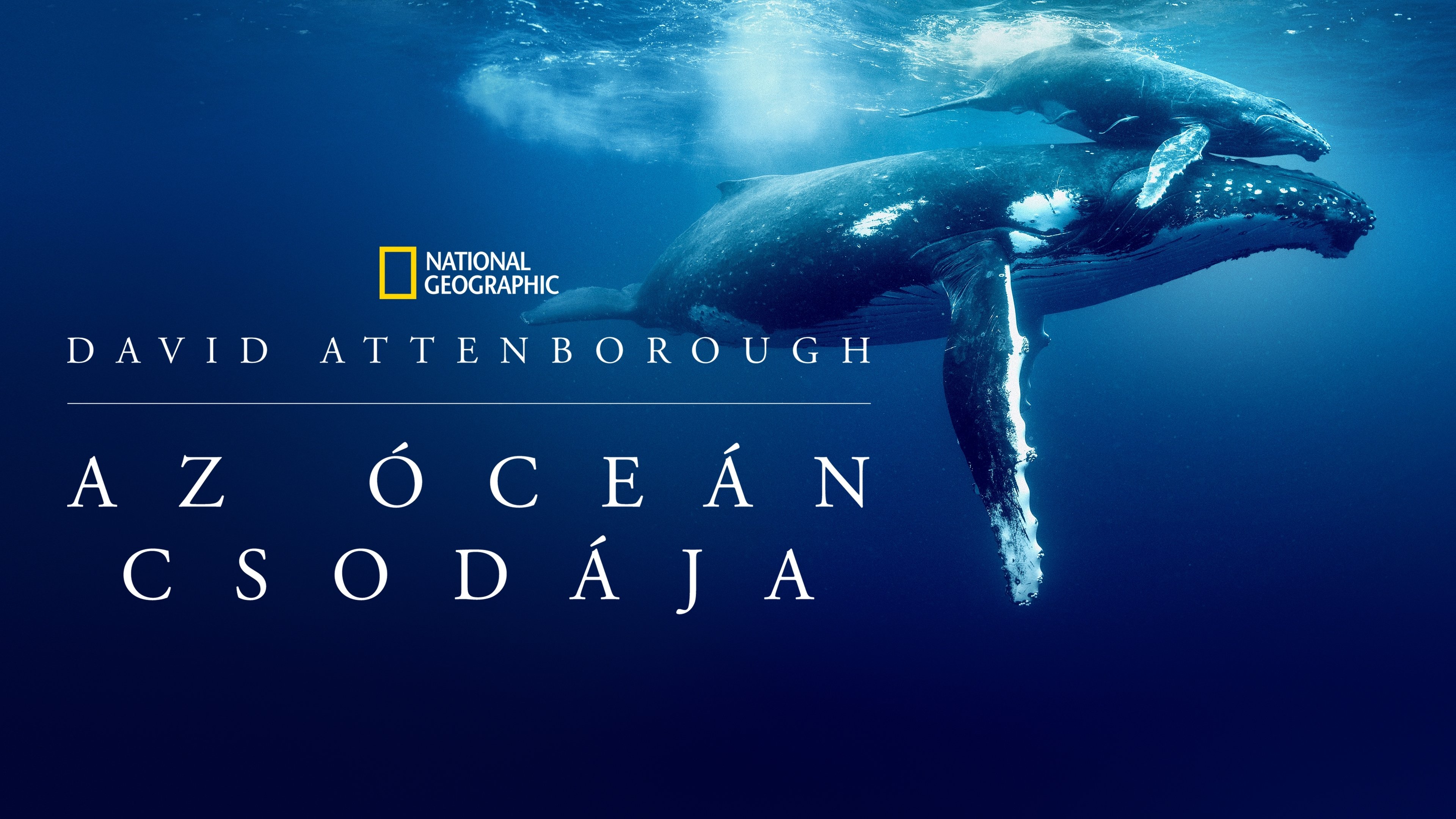 Ocean with David Attenborough backdrop