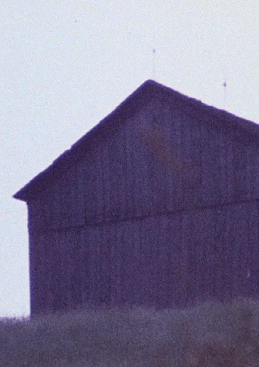Barn Rushes