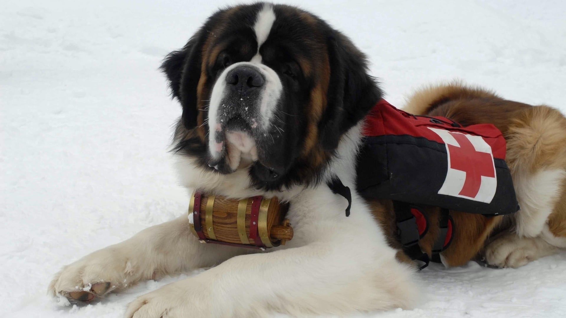 Snow Buddies