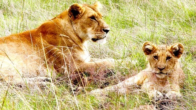 Thumbnail for Live Update Kenya Season 1 Episode 7