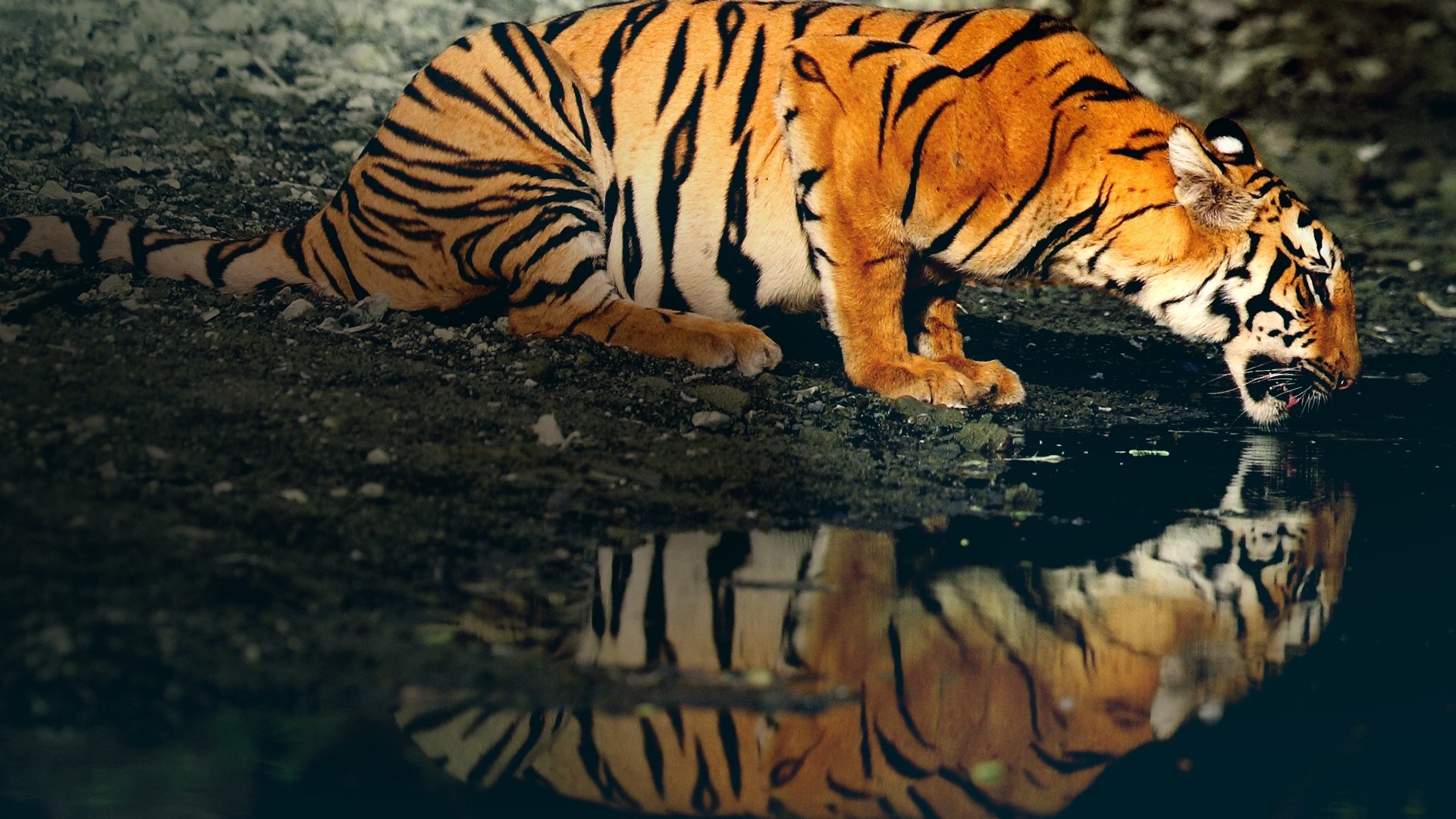 Counting Tigers (2019)