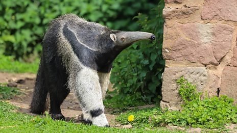 Thumbnail for Giant Anteater and Chimpanzee Season 1 Episode 8