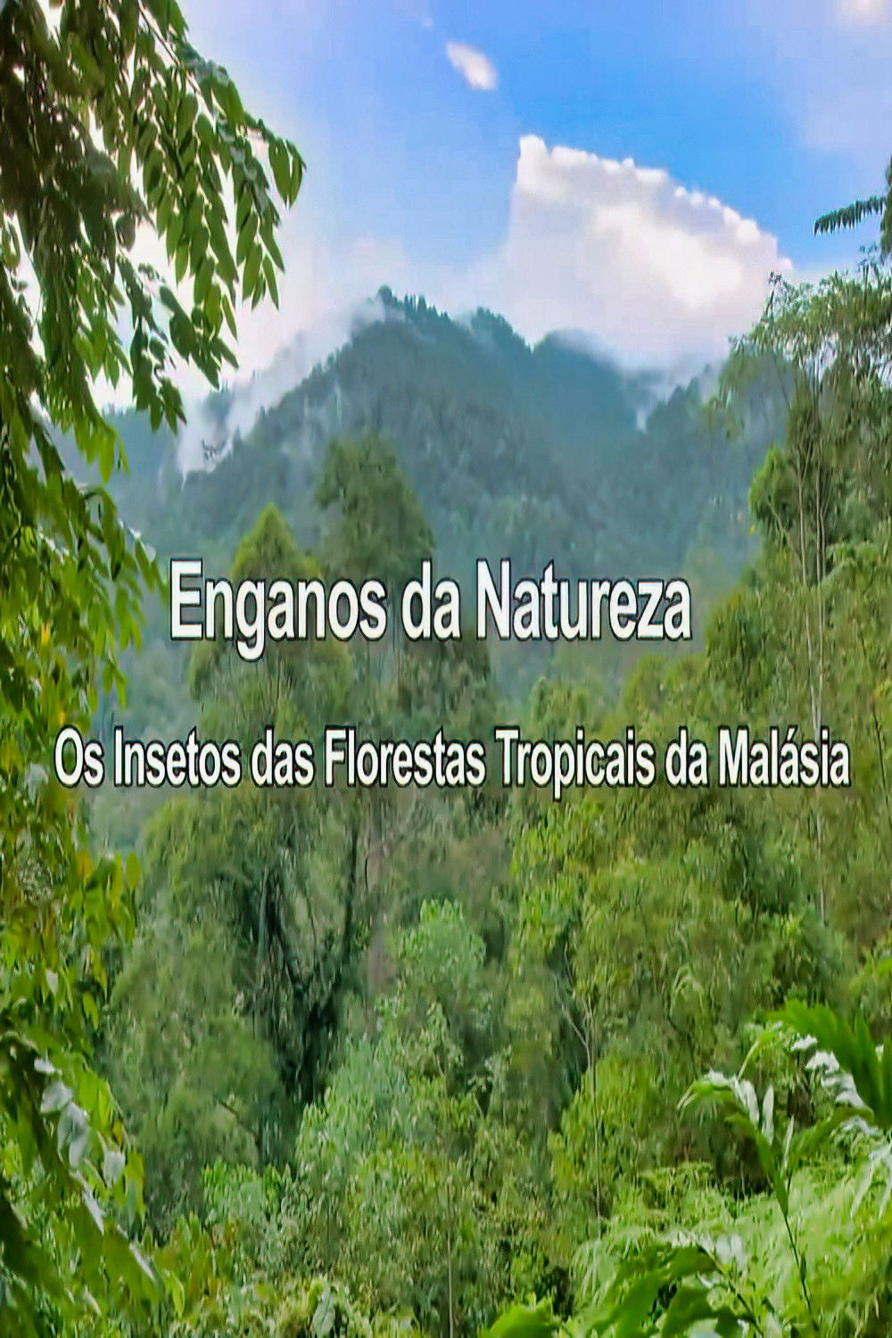 The Deception Games: The Insects of Malaysia's Tropical Forests