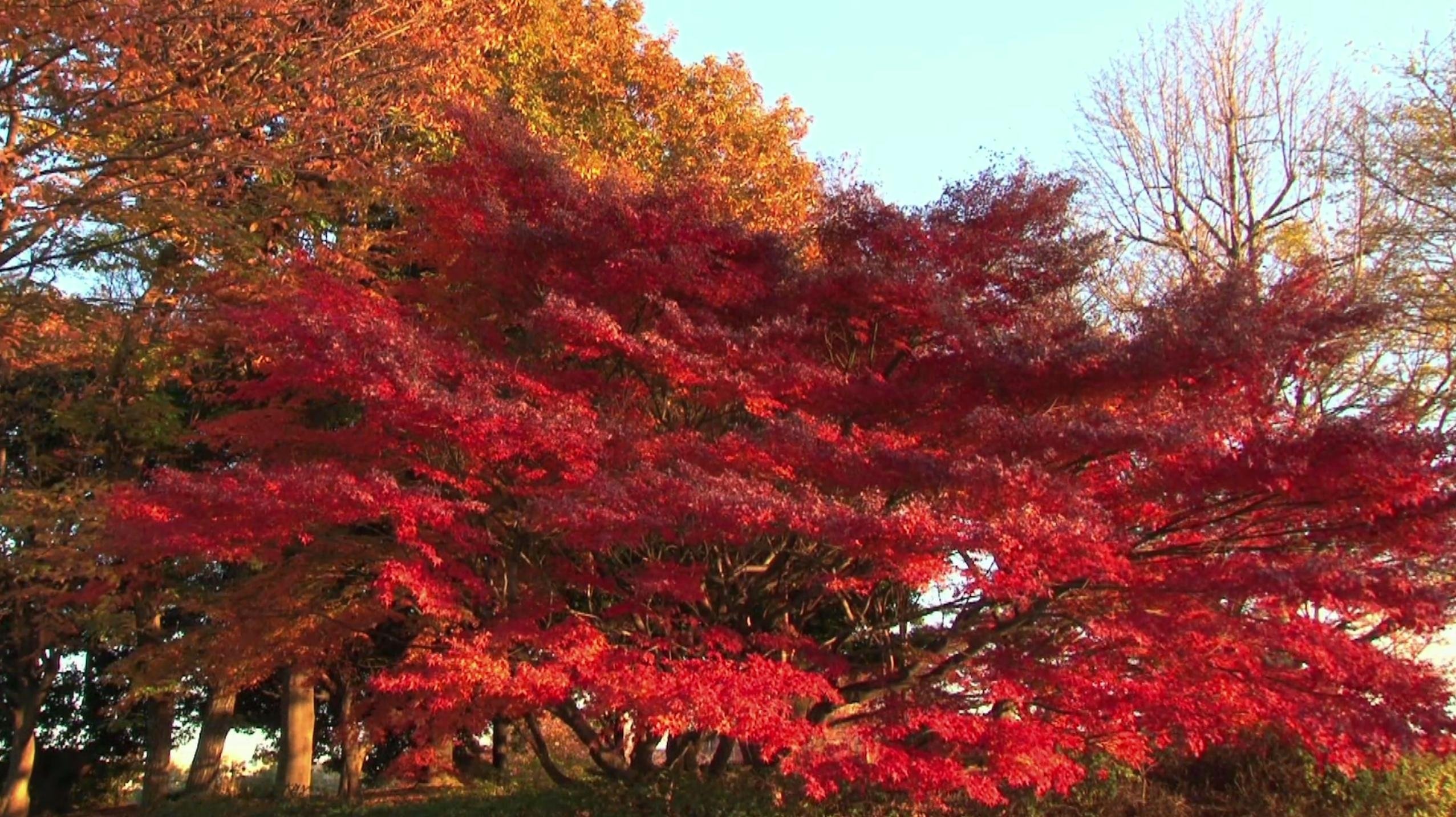 Asie Insolite - Momiji
