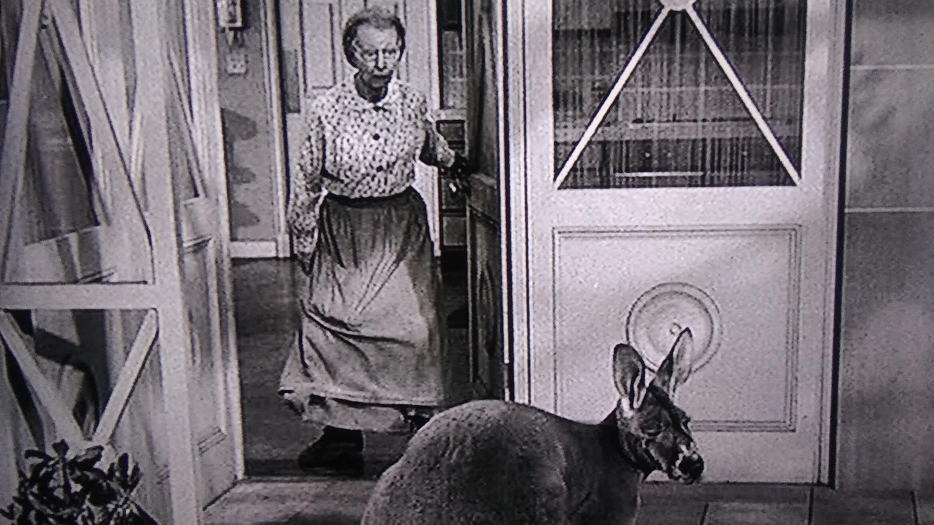 The Beverly Hillbillies Season 2 :Episode 16  The Giant Jackrabbit