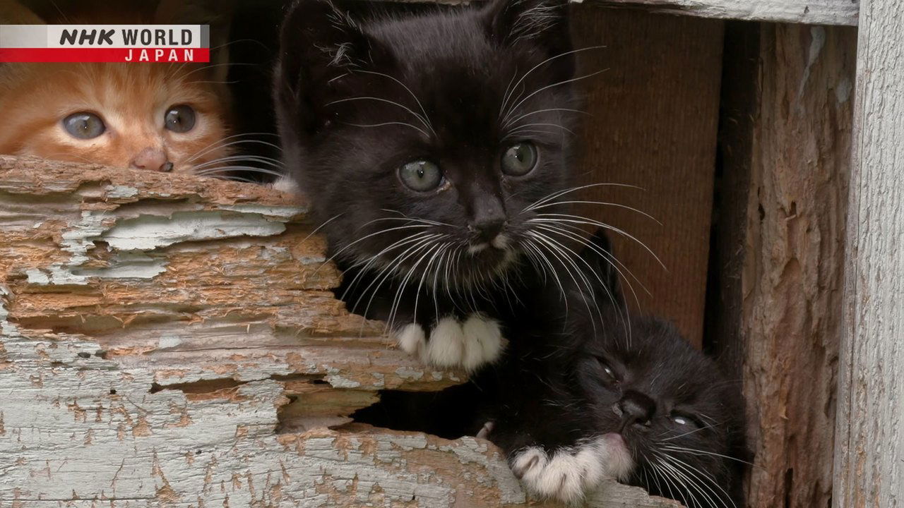 A Cat's-Eye View of Japan - Épisode 16