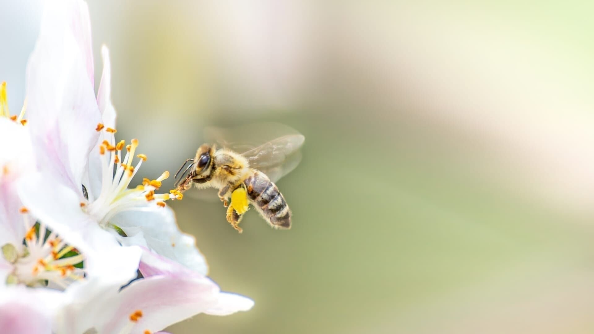 Imagem do Filme Les abeilles, sentinelles de la planète