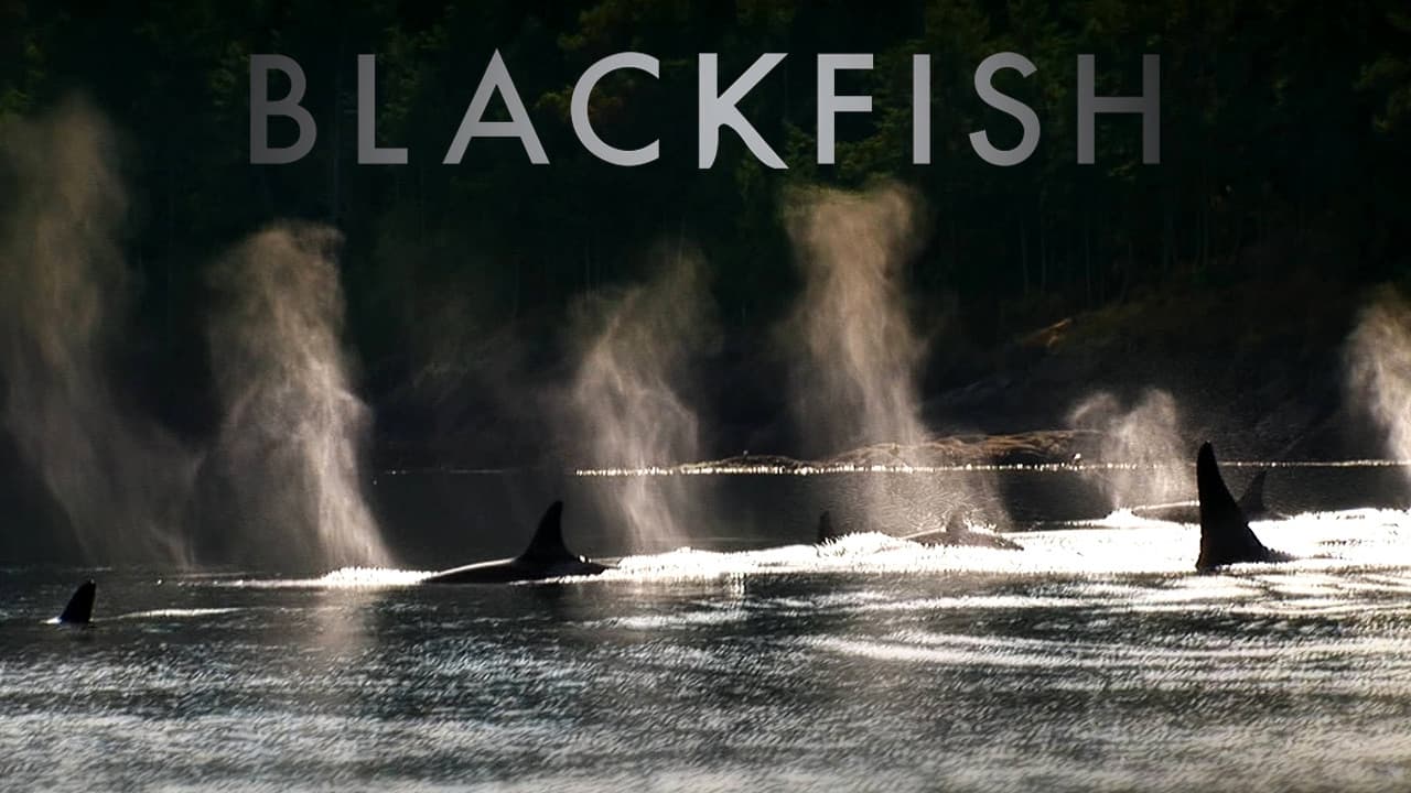 Blackfish – Egy kardszárnyú delfin története (2013)