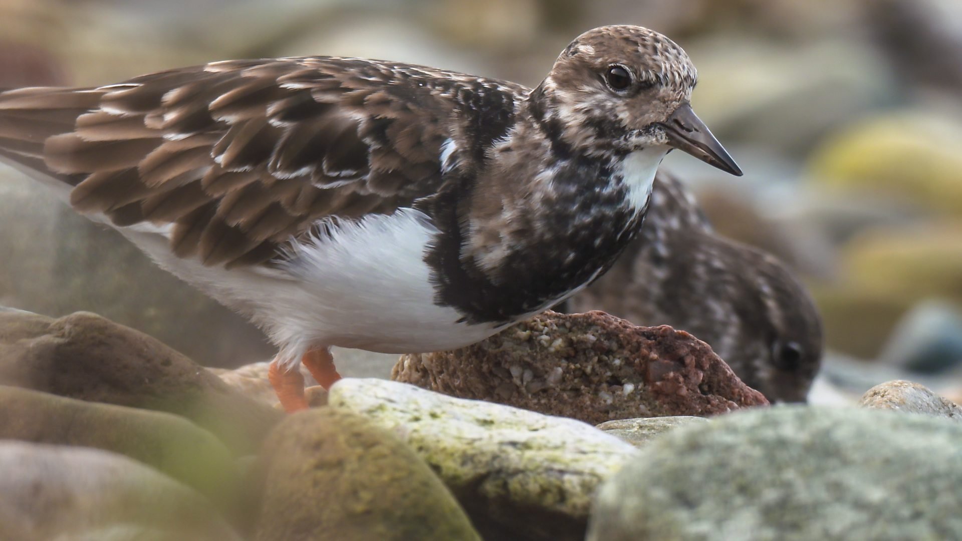 Winterwatch