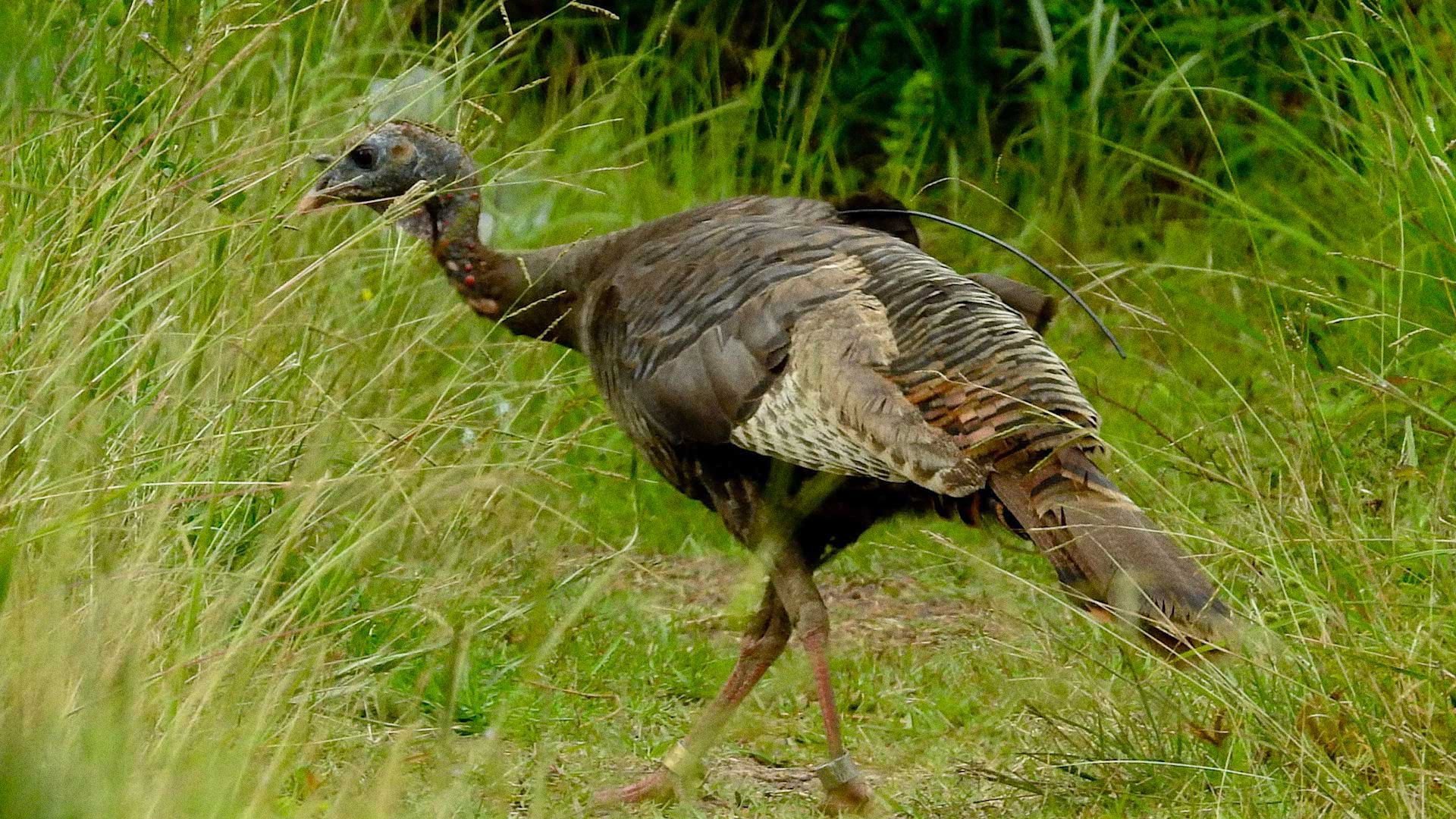 Texas Parks and Wildlife - Épisode 6