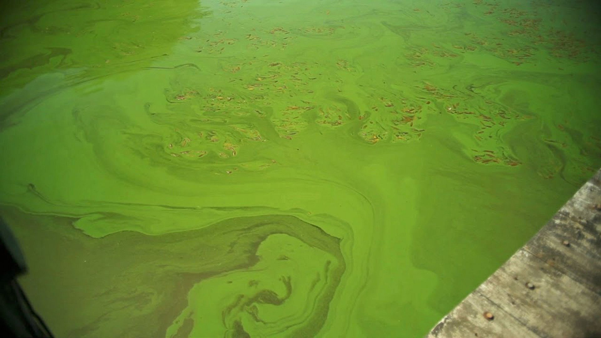 Killer Algae