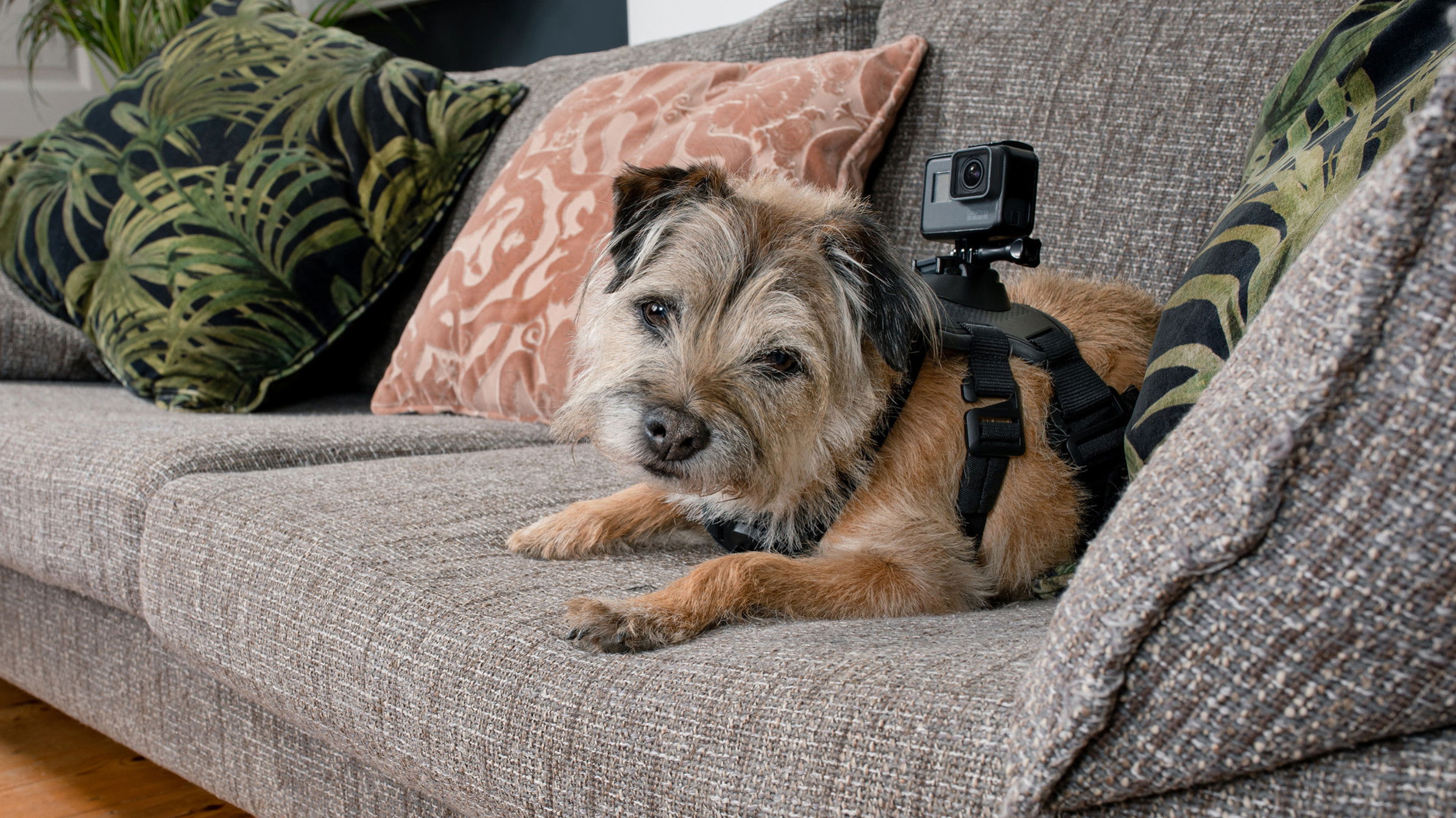 Celebrity Snoop Dogs