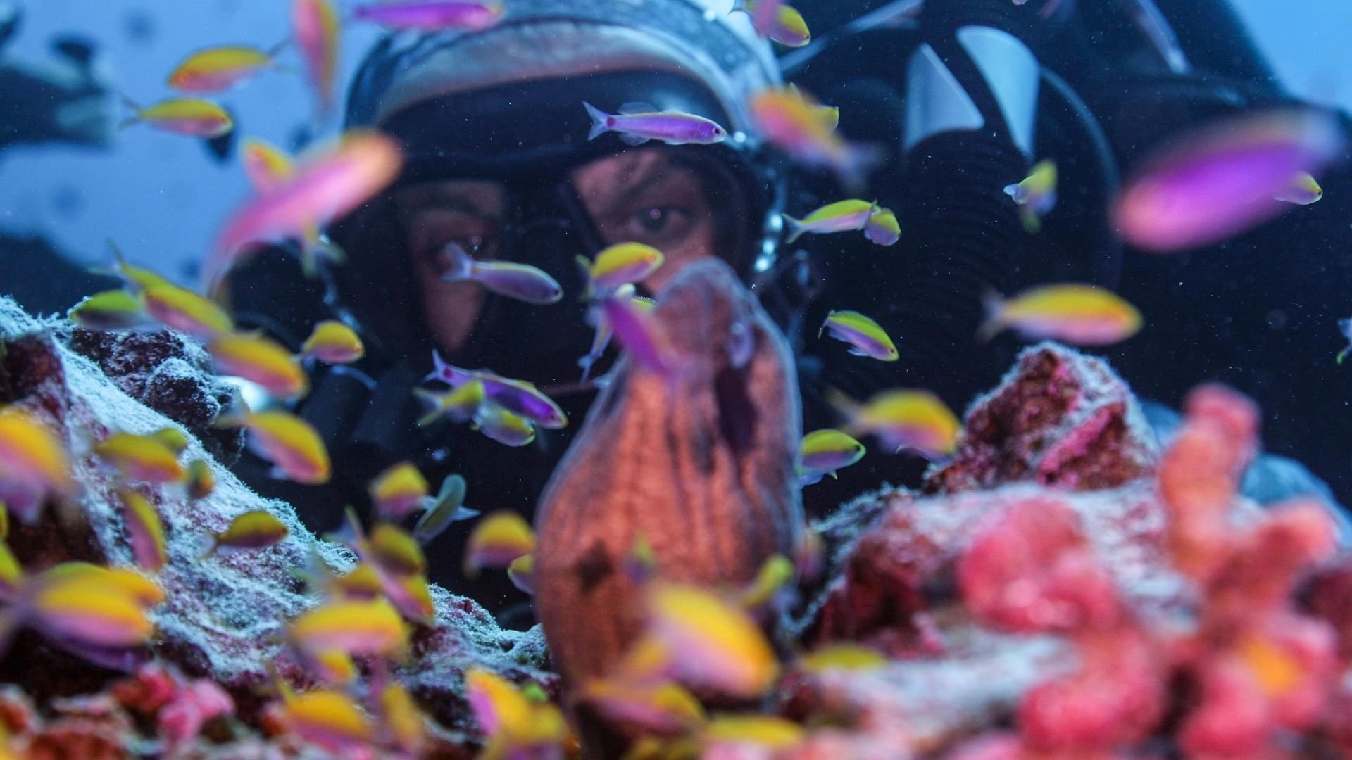 Super Reefs (2024)