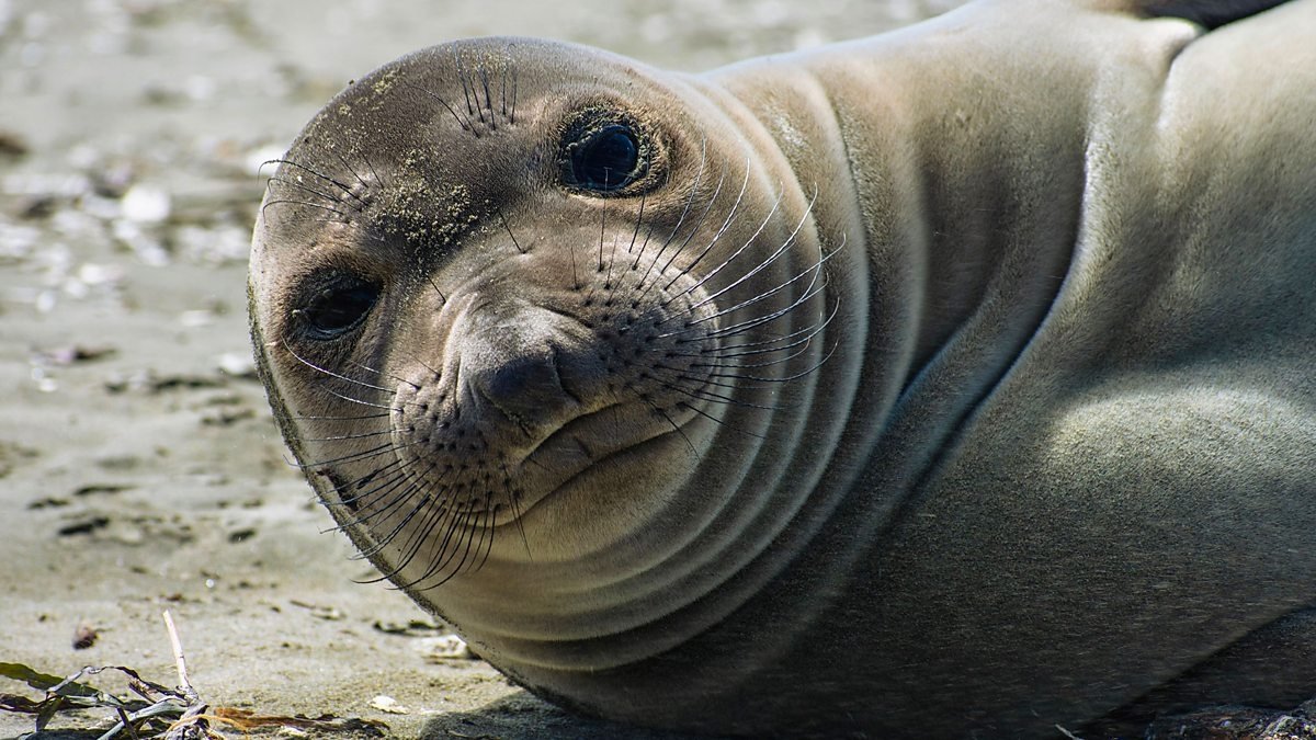 Animals with Cameras
