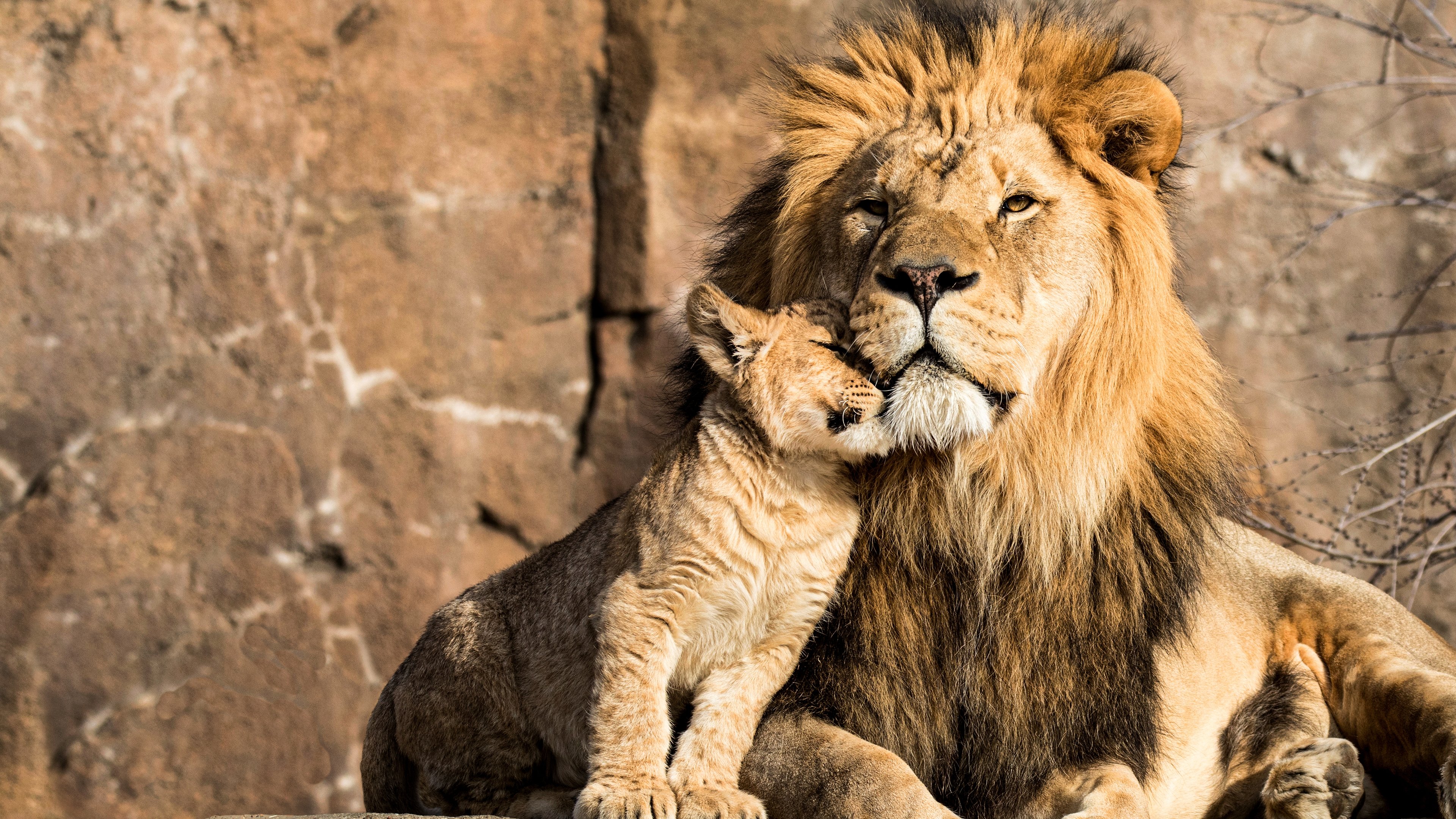 Lion Dynasty (2021)