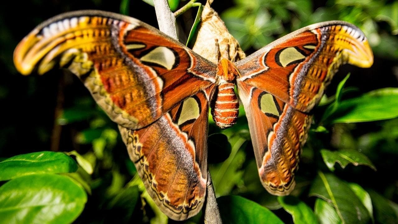 Unglaubliche Insekten