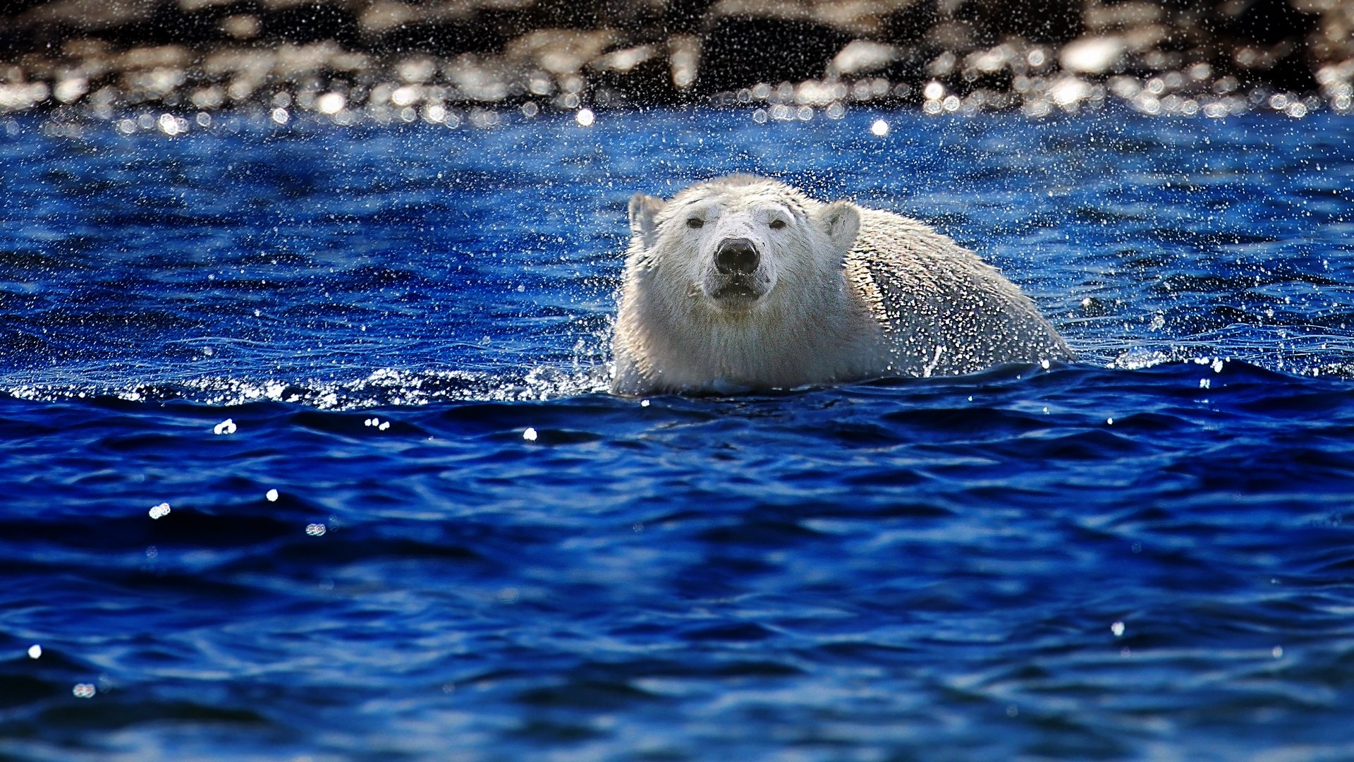 Kingdom of the Polar Bears