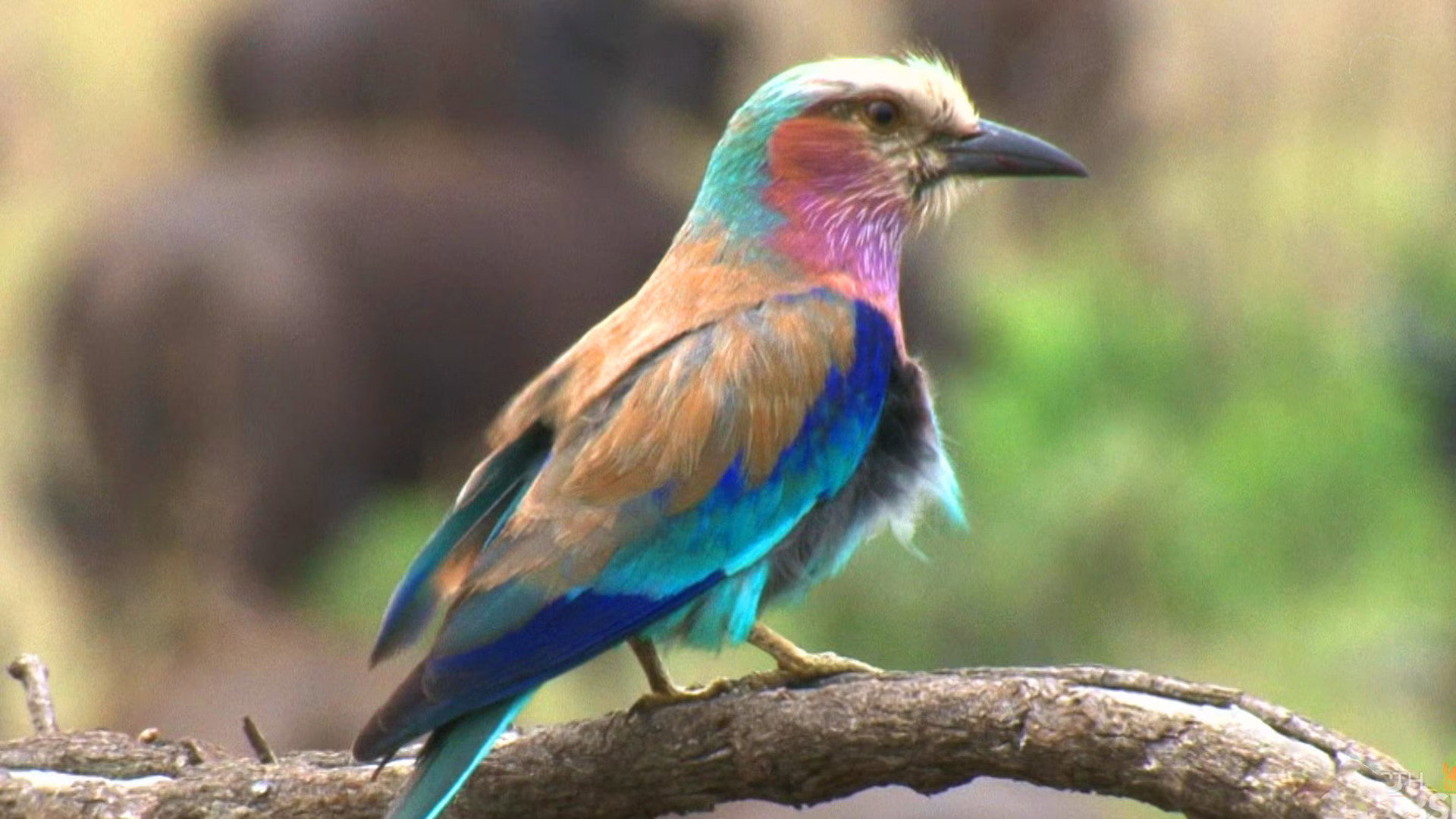 Earth Odyssey with Dylan Dreyer S06E25 backdrop