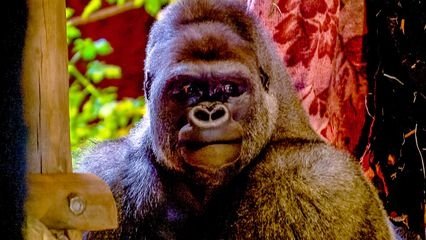 Expédition Pairi Daiza - Épisode 1