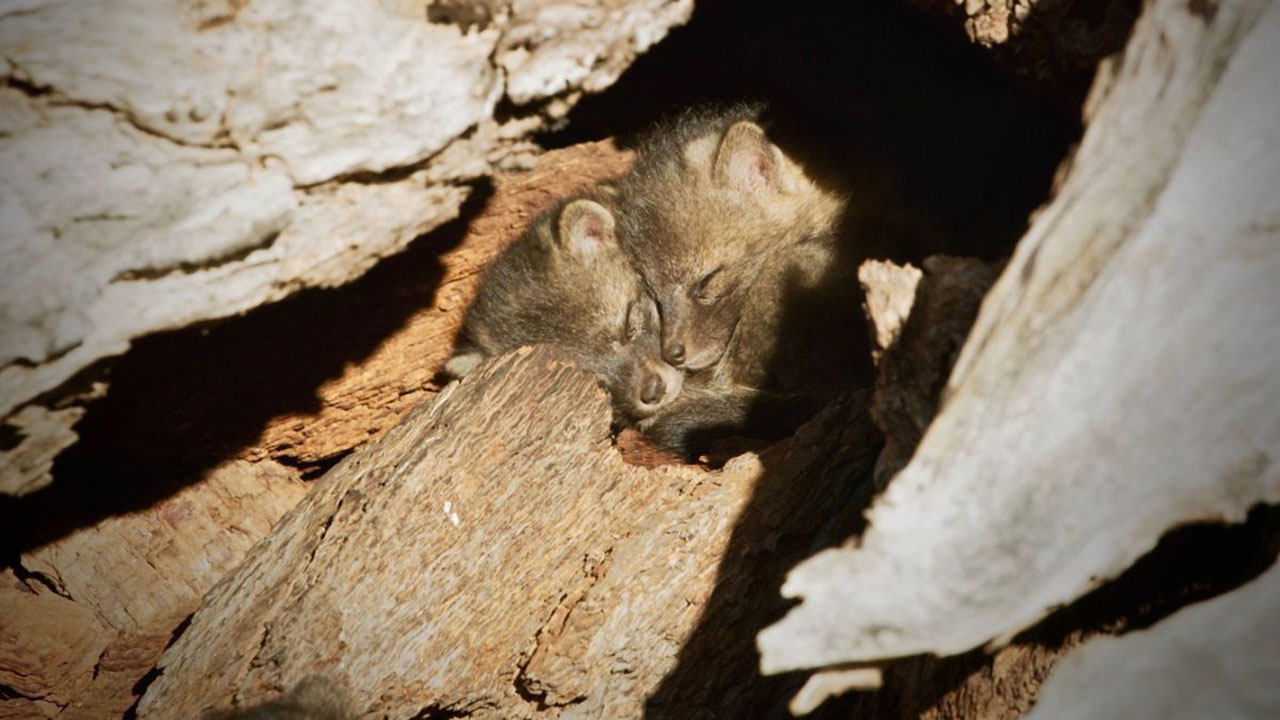 Back from the Brink: Saved from Extinction (2019)