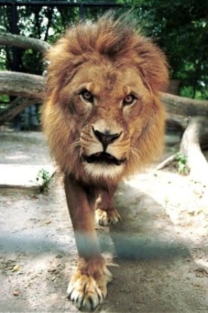 Caesar the Lion is Lion