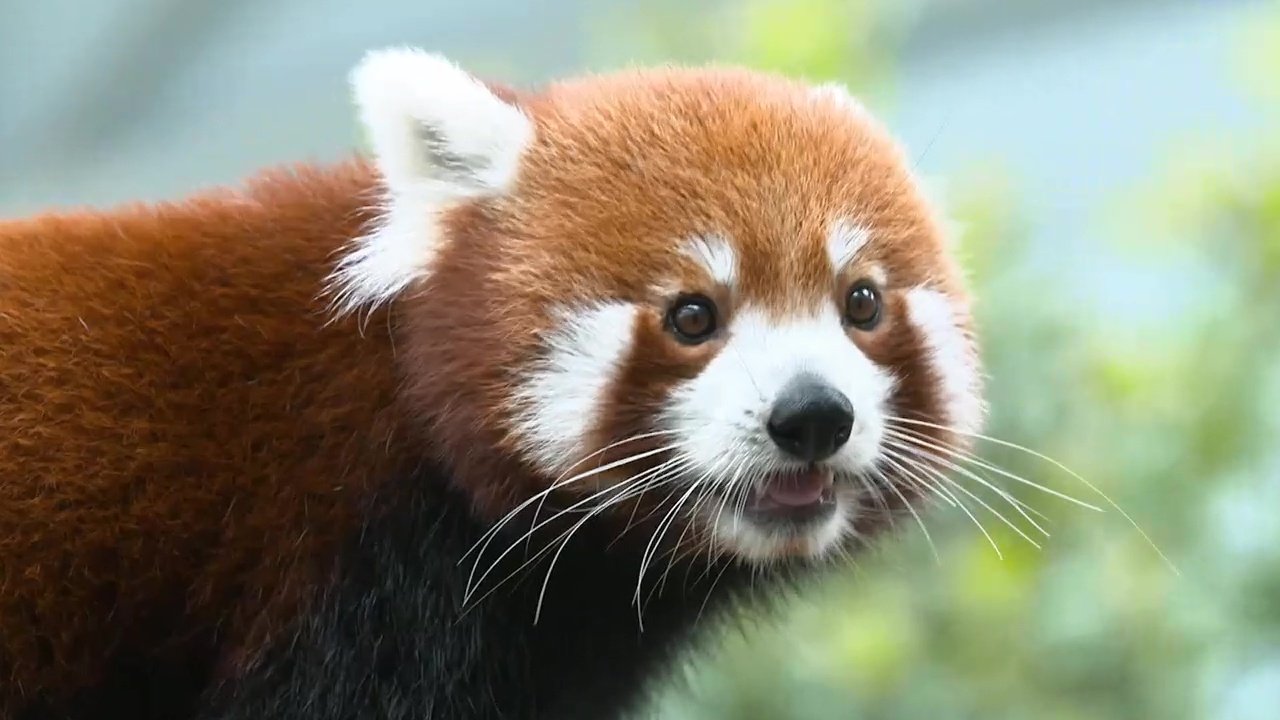 72 Dangerous Animals: Asia