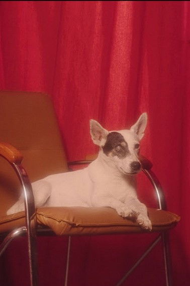 et billede af Ricotte