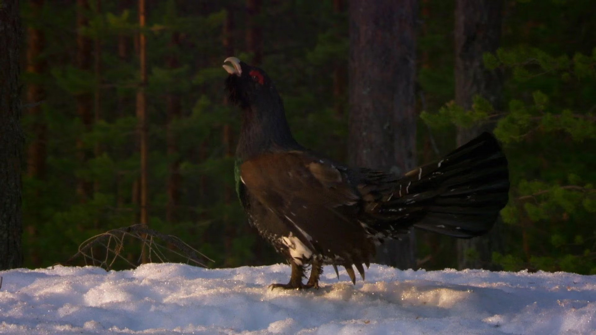 Earth Odyssey with Dylan Dreyer S07E11 backdrop