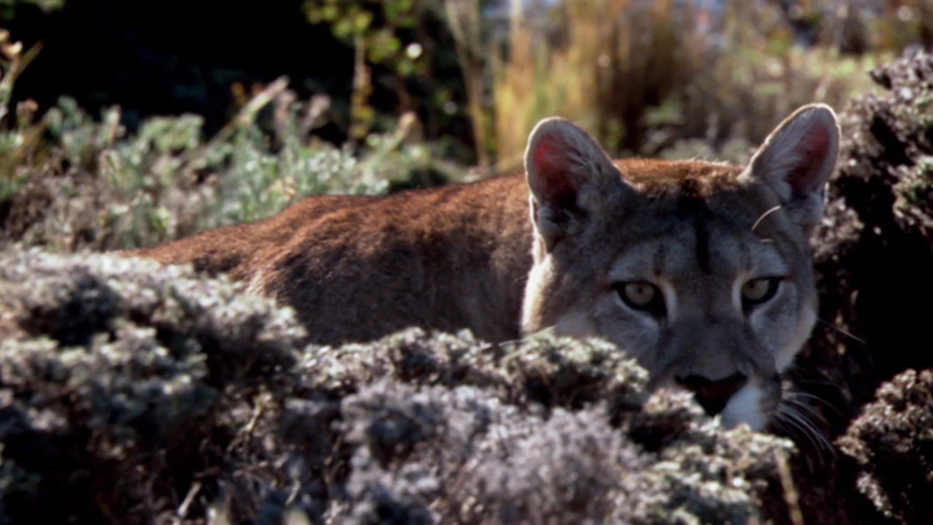 Earth Odyssey with Dylan Dreyer S03E27 backdrop